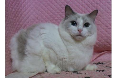 販売中のラグドールの親猫